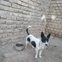 سگ پاپی ماده لیسگ