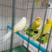 قناری نر و ماده|پرنده|شاهین‌شهر, کوی مهدیه|دیوار