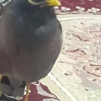 مرغ مینا ماده سخنگو خوازم