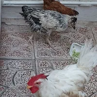 مرغ خروس قرچک ورامین