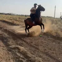 اسب نریون