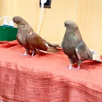 ۱۲عدد|پرنده|مهاباد (آذربایجان غربی), |دیوار