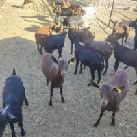 فروش و معاوضه مورسیا آبستن با میش آبستن|حیوانات مزرعه|بم, |دیوار