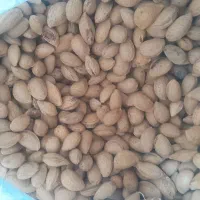 بادوم درختی ارگانیک