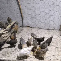 جوجه محلی|حیوانات مزرعه|لیکک, |دیوار