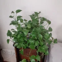 گیاه طبیعی پتوس