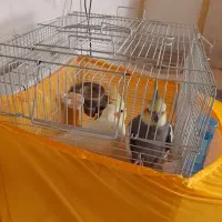 یک جفت عروس هلندی بالغ