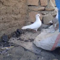 نرو ماده اسبی شونی|پرنده|چگنی, |دیوار