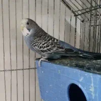 یک جفت مرغ عشق با ۲ جوجه در لونه|پرنده|قنوات, |دیوار