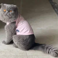 گربه اسکاتیش نر