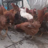 مرغ محلی تخمگذار