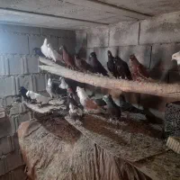 کفتر