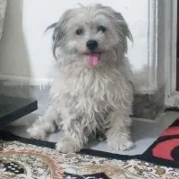 سگ سفیدنروطوسی ماده توله نرمیباشد|سگ|فردیس, شهرک شهید حسینی|دیوار