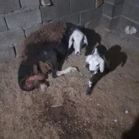 قوچ درشت بضمانت