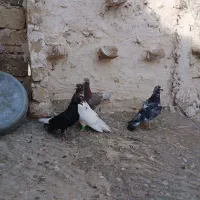 کفتر جفتگاه خوب|پرنده|تربت‌حیدریه, ترمینال|دیوار