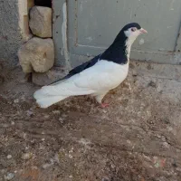 چپ سیاه نرشقه 750