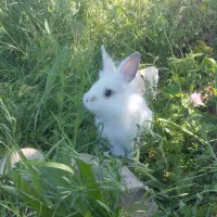 خرگوشی|موش و خرگوش|میاندوآب, |دیوار