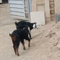 کهره بز ماده