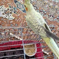 جفت عروس هلندی نر و ماده گل باقالی