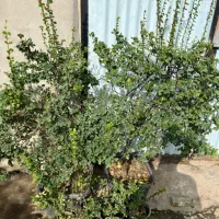 تعدادی گل بیرونی گلدانی ریشه دار سالم قیمت مناسب|گل و گیاه طبیعی|رامسر, |دیوار