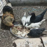 مرغ خروس زینتی همراه با جوجه هاش|حیوانات مزرعه|ورامین, ورامین|دیوار