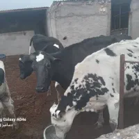 فروش 7 راس گاو و 4 راس گوساله