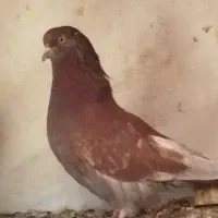 کبوتر تهرانی