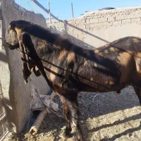 بز پاکستانی