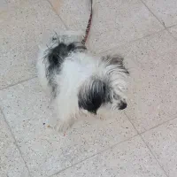 سگ پاپی|سگ|خمینی‌شهر, |دیوار