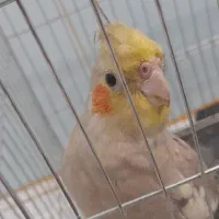 طوطی|پرنده|باوی, |دیوار