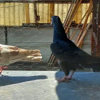 کبوتر|پرنده|تهران, جوادیه|دیوار