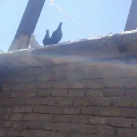 کبوتر