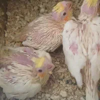 عروس هلندی لوتینو