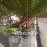 گل سیکاس|گل و گیاه طبیعی|بیرجند, |دیوار