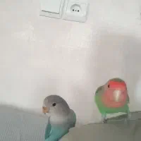 طوطی برزیلی|پرنده|ری, علایین|دیوار