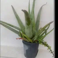 ارایشی.بهداشتی. درمانی