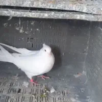 ماده سفید کاکلی به شرط تخم وجوجه