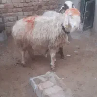 میش برداره|حیوانات مزرعه|مرودشت, ده بید|دیوار