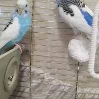 یک جفت مرغ عشق زیبا|پرنده|اسلامشهر, شهرک لاله|دیوار