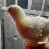 تخم مرغ گلین ریشو پنگونی و برهما لایت و برهما کوکو|حیوانات مزرعه|چالوس, |دیوار