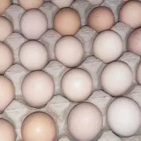 تخم مرغ رسمی سایز متوسط