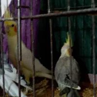 طوطی عروس|پرنده|چمران, |دیوار