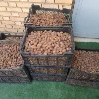 خرمای نخل خانگی برحی|حراج|شادگان, |دیوار