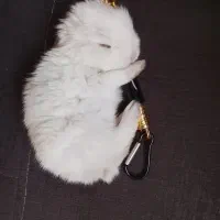 خرگوش بانمک