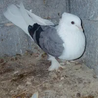 کبوتر دوکت سبز  بوشهری ماده