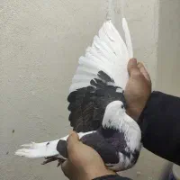 کفتره پرشی|پرنده|اصفهان, شهرک کوثر|دیوار