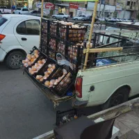 پرتقال تامسون طعمی عالی از باغات شمال