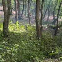 چند-قطعه-زمین-در-بیدخواب