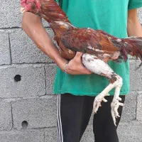یک عدد خروس لاری ریش چشم چغر