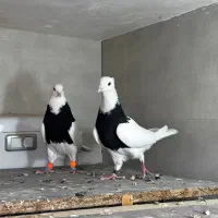 جفتگاه طوقی|پرنده|مشهد, آزادشهر|دیوار